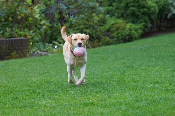I'm good at this game
Schlüsselwörter: Barney Dog Dogs Golden Retriever Tongue