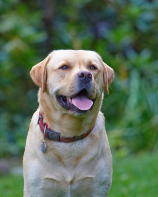 Aren't I just the handsomest doggie
Keywords: Ball Barney Dog Dogs Golden Retriever Tongue