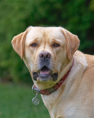 Yeah, what!
Keywords: Ball Barney Dog Dogs Golden Retriever