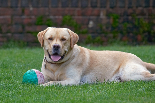 Jus' chilling out
Keywords: Ball Barney Dog Dogs Golden Retriever Tongue