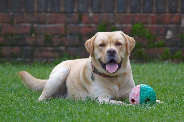 This is a dog's life
Anahtar kelimeler: Ball Barney Dog Dogs Golden Retriever Tongue