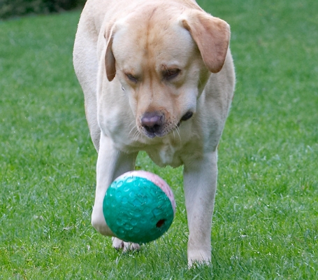 Hey, a game of football
Schlüsselwörter: Ball Barney Dog Dogs Golden Retriever