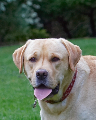 Waiting for action .........
Schlüsselwörter: Ball Barney Dog Dogs Golden Retriever Tongue