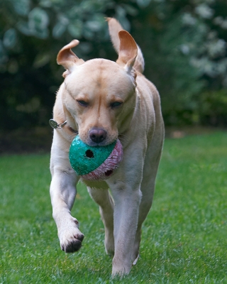 ....... and here I am ......
Palabras clave: Ball Barney Dog Dogs Golden Retriever