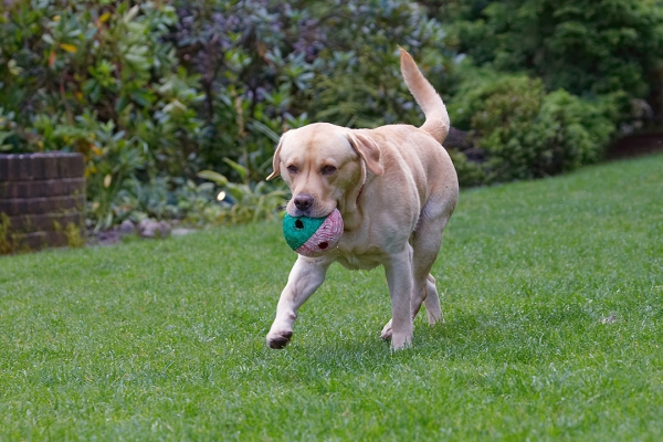 .......... in action
Λέξεις-κλειδιά: Ball Barney Dog Dogs Golden Retriever