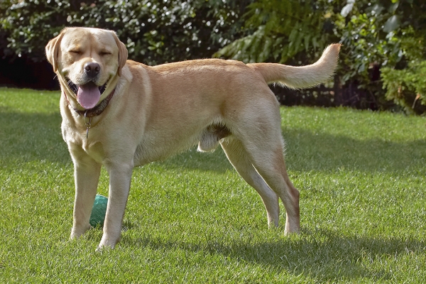 OK, that's enough ball
Schlüsselwörter: Ball Barney Dog Dogs Golden Retriever Tongue