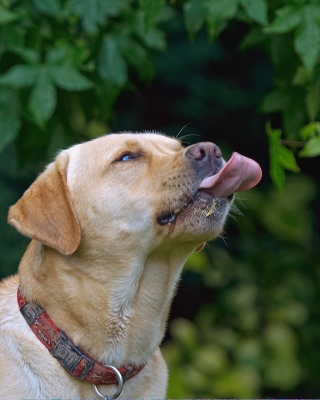 Yummmmmmmmm
Keywords: Ball Barney Dog Dogs Golden Retriever Tongue