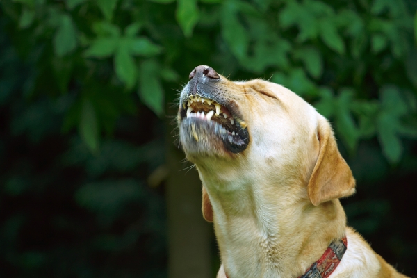 Oh, the ecstasy
Keywords: Ball Barney Dog Dogs Golden Retriever