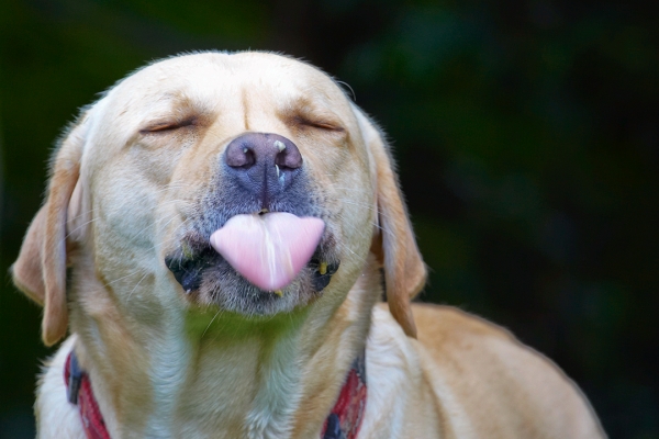 Blissssssssssss
Palabras clave: Ball Barney Dog Dogs Golden Retriever Tongue