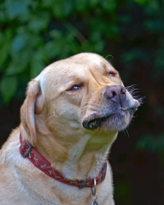 Mmmm, mmmm, mmm
Palabras clave: Ball Barney Dog Dogs Golden Retriever