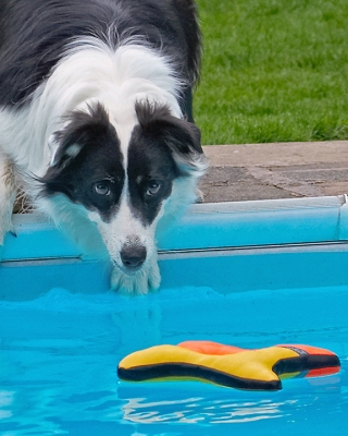 I want that ..........
Keywords: Border Collie Collies Dog Dogs Pool Swimming Tess