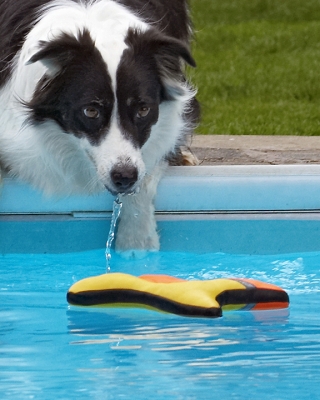 ......... getting closer .........
Schlüsselwörter: Border Collie Collies Dog Dogs Pool Swimming Tess
