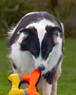 Carefully does it
Keywords: Border Collie Collies Dog Dogs Pool Swimming Tess
