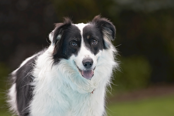 Aren't I a clever girl
Keywords: Border Collie Collies Dog Dogs Pool Swimming Tess Tongue