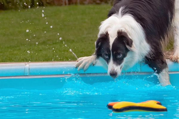 Darn it - haven't got it quite right
Schlüsselwörter: Border Collie Collies Dog Dogs Pool Swimming Tess