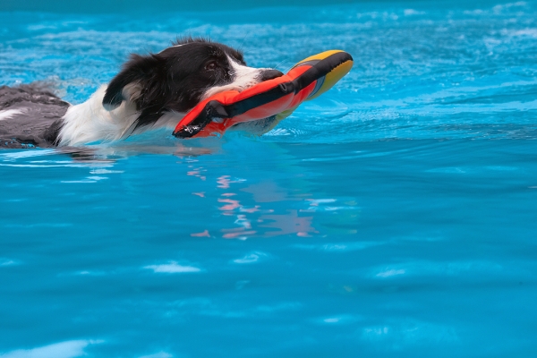 Another succssful retrieval
Palabras clave: Border Collie Collies Dog Dogs Pool Swimming Tess