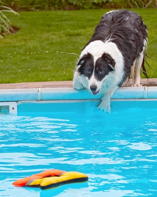 Doggone it, it's too far away.........
Ključne besede: Border Collie Collies Dog Dogs Pool Swimming Tess