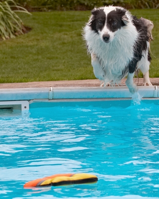 ........ nothing for it but to go in
Keywords: Border Collie Collies Dog Dogs Pool Swimming Tess