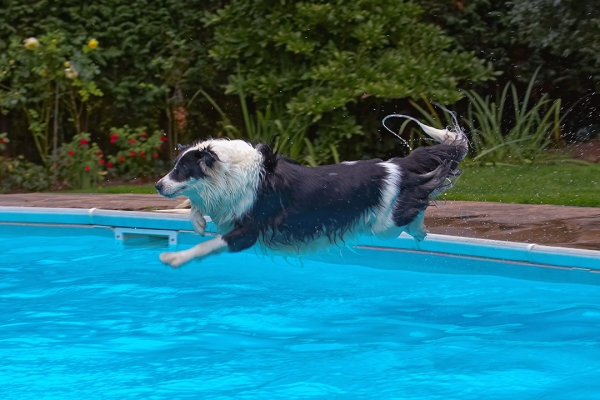 And here I go
Ключові слова: Border Collie Collies Dog Dogs Pool Swimming Tess