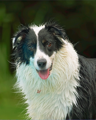 I'm just having such a good time
Schlüsselwörter: Border Collie Collies Dog Dogs Pool Swimming Tess Tongue