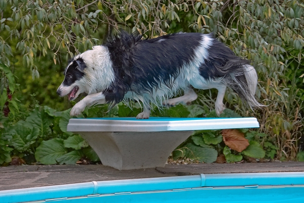 I know, I know, you're supposed to dive off not over
Schlüsselwörter: Border Collie Collies Dog Dogs Pool Swimming Tess