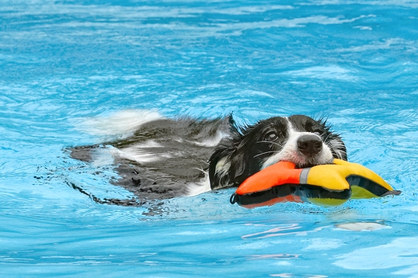 Bringing it in
Keywords: Border Collie Collies Dog Dogs Pool Swimming Tess