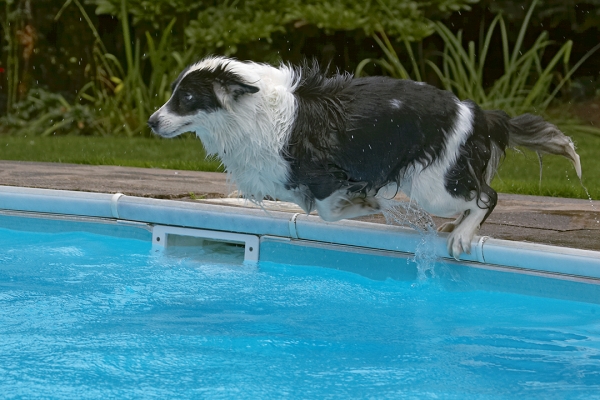 And we have lift off
Schlüsselwörter: Border Collie Collies Dog Dogs Pool Swimming Tess