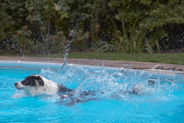 What a plunge!
Keywords: Border Collie Collies Dog Dogs Pool Swimming Tess