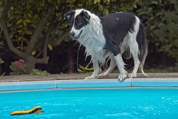Hmmm, do I wait for it to come to me?..........
Ključne besede: Border Collie Collies Dog Dogs Pool Swimming Tess