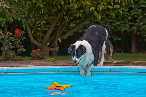 Come to mummy
Ключові слова: Border Collie Collies Dog Dogs Pool Swimming Tess