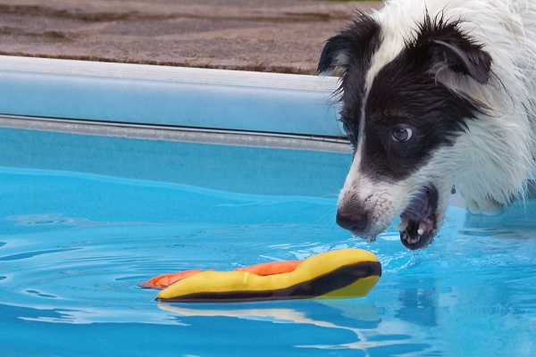 Yep, I'm there!
Ključne besede: Border Collie Collies Dog Dogs Pool Swimming Tess