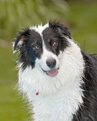 Don't I look great
Λέξεις-κλειδιά: Border Collie Collies Dog Dogs Pool Swimming Tess Tongue