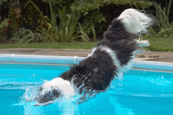......... hey, what a dive!
Palabras clave: Border Collie Collies Dog Dogs Pool Swimming Tess