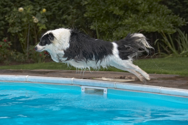 Wheeee, I'm flying
Keywords: Border Collie Collies Dog Dogs Pool Swimming Tess