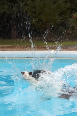 I know how to make a splash
Keywords: Border Collie Collies Dog Dogs Pool Swimming Tess