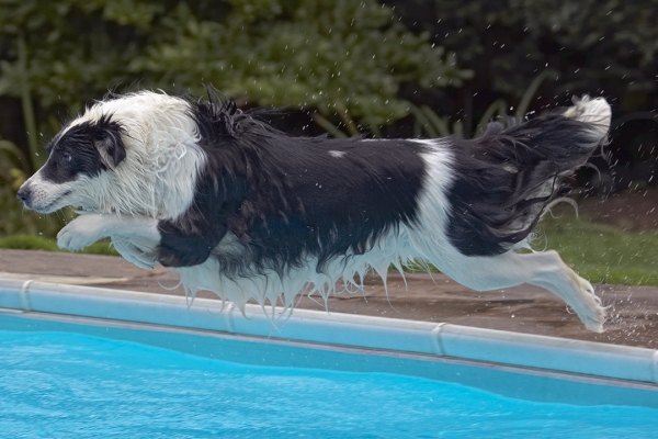 What a formation!
Anahtar kelimeler: Border Collie Collies Dog Dogs Pool Swimming Tess