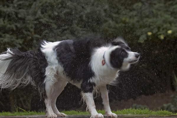 ..... rattle ...........
Schlüsselwörter: Border Collie Collies Dog Dogs Pool Swimming Tess