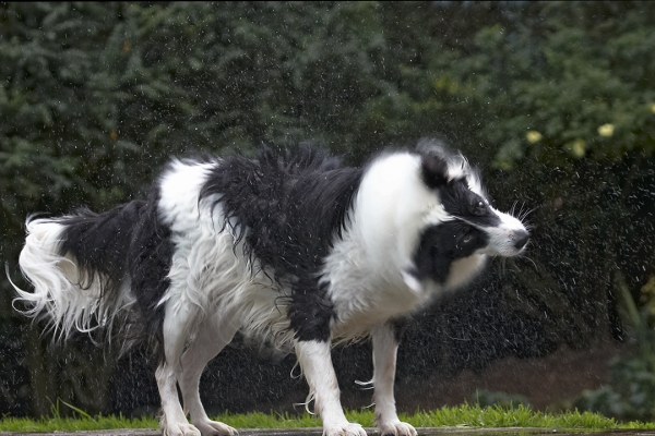 ........... and roll
Keywords: Border Collie Collies Dog Dogs Pool Swimming Tess