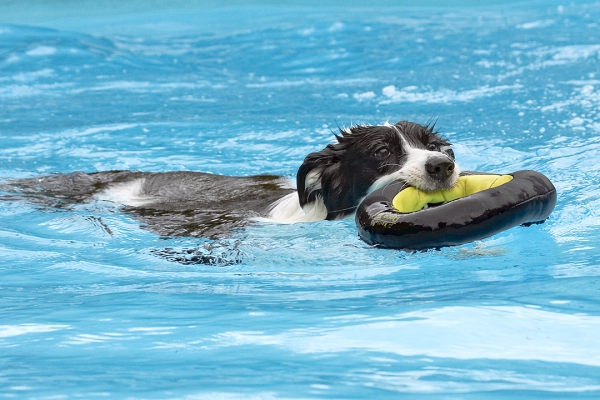 I can retrieve anything
Ključne besede: Border Collie Collies Dog Dogs Pool Swimming Tess
