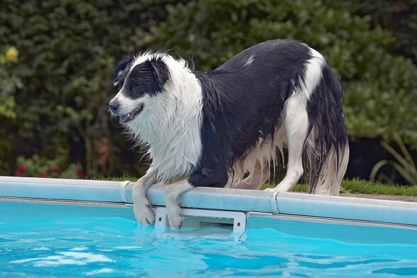 One, two........
Anahtar kelimeler: Border Collie Collies Dog Dogs Pool Swimming Tess