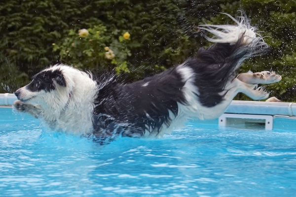 .......... and three
Schlüsselwörter: Border Collie Collies Dog Dogs Pool Swimming Tess
