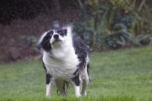 Twist........
Keywords: Border Collie Collies Dog Dogs Pool Swimming Tess