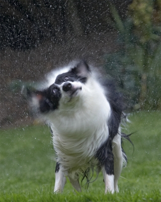 ........and shake
Palabras clave: Border Collie Collies Dog Dogs Pool Swimming Tess