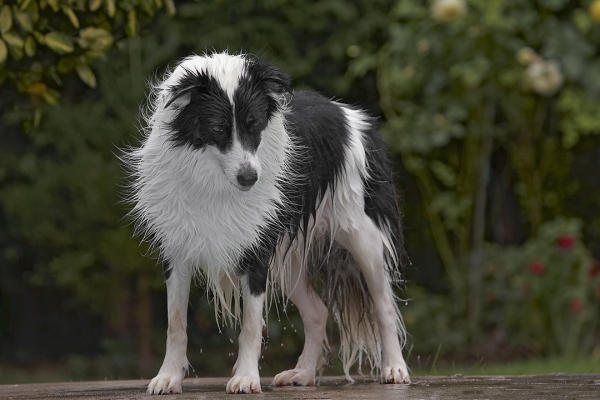 Now I can have another go
Klíčová slova: Border Collie Collies Dog Dogs Pool Swimming Tess