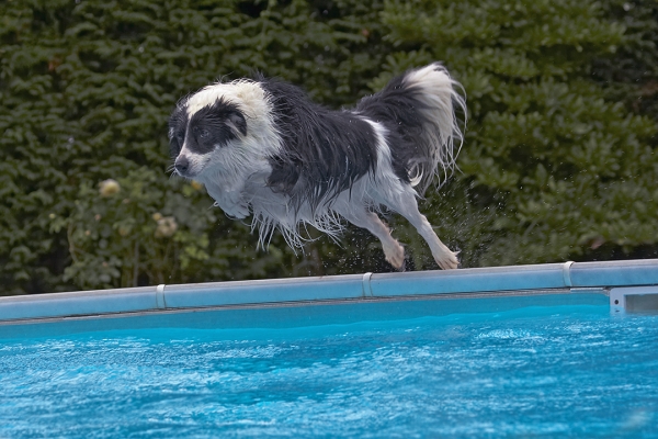 A perfect dive .........
Keywords: Border Collie Collies Dog Dogs Pool Swimming Tess