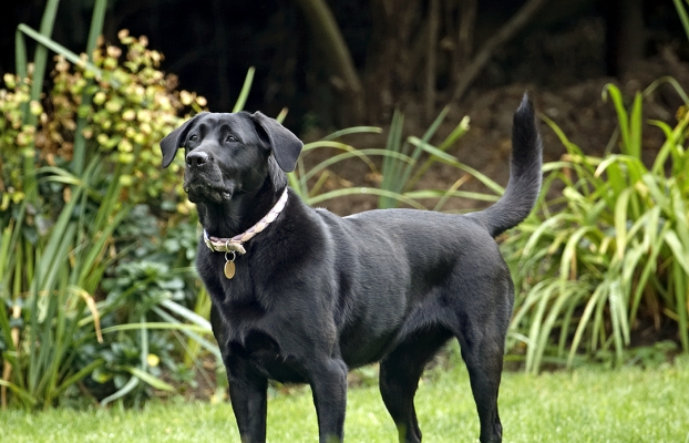 Jus' thinking about wot to do next
Słowa kluczowe: Dog Dogs Heidi Labrador