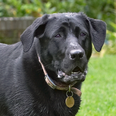 I'm not worried, honestly
Schlüsselwörter: Dog Dogs Heidi Labrador