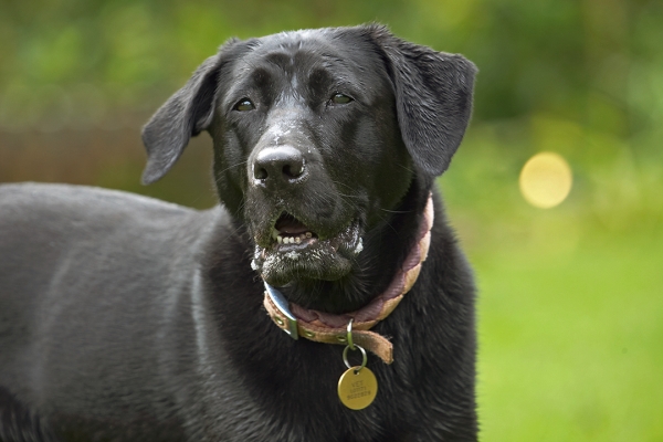 I'm waiting for action
Ключевые слова: Dog Dogs Heidi Labrador