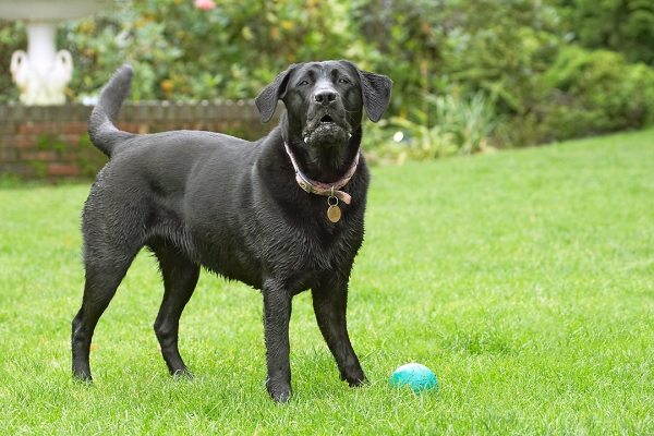 Oh, go on, throw it again
Palabras clave: Ball Dog Dogs Heidi Labrador