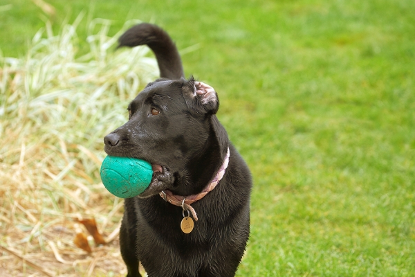 Boy, that's a mouthful
Trefwoorden: Ball Dog Dogs Heidi Labrador